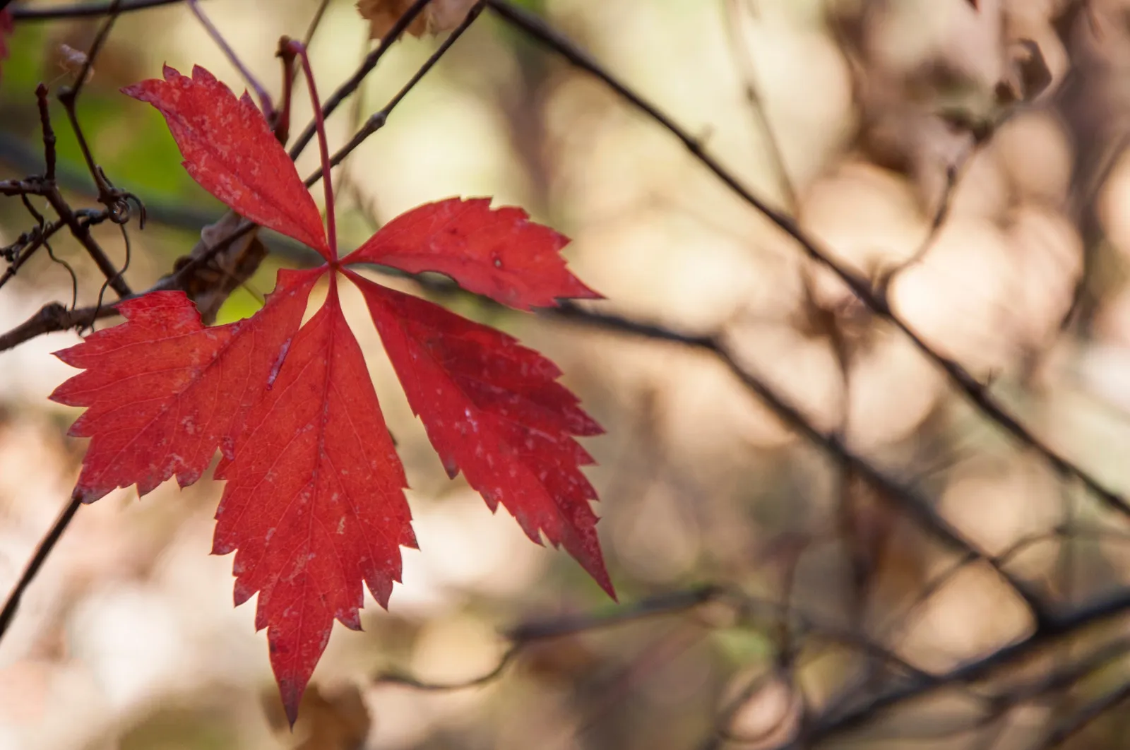 Landscape photography - red autumn leaf