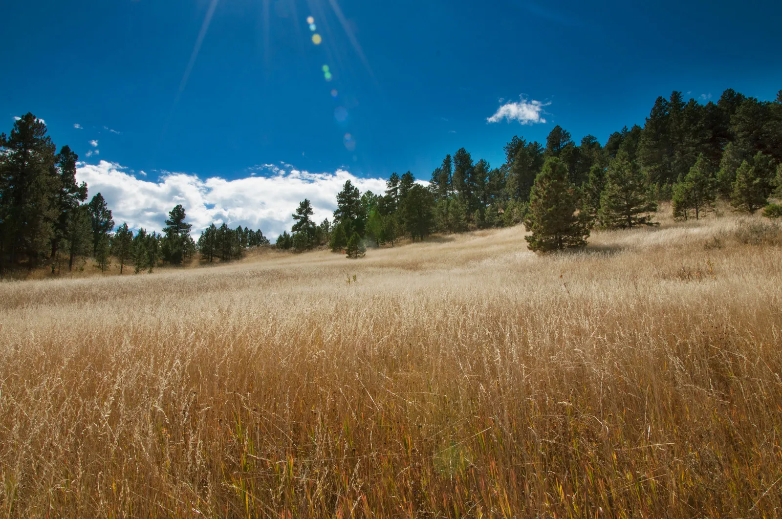 Landscape photography - golden field and trees
