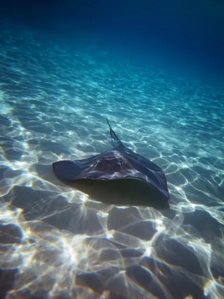 Landscape photography - underwater coral